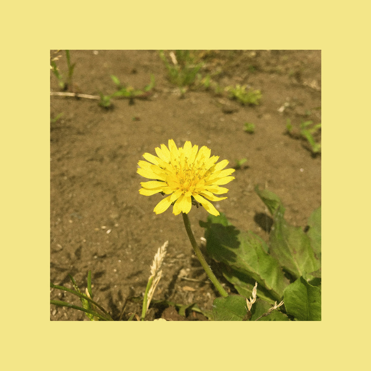 Oohyo Dandelion 